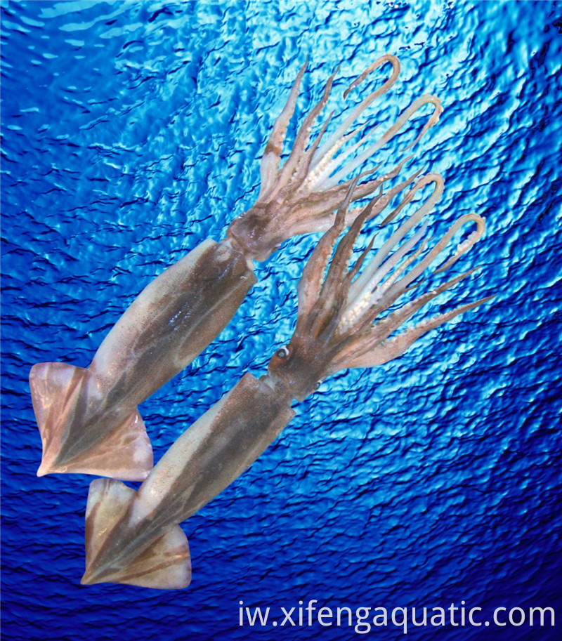 אילקס סקוויד Illex Squid